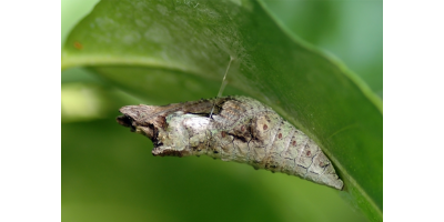 Chrysalis